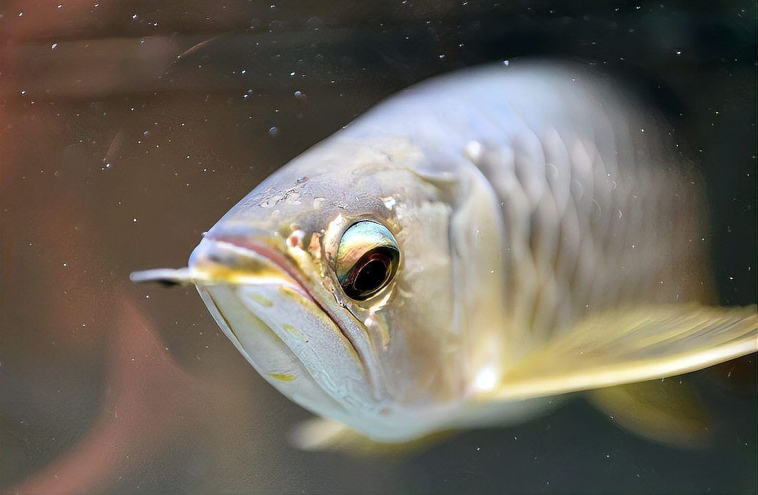 如何挑選一對(duì)健康的龍魚(yú)？，龍魚(yú)身體語(yǔ)言詳解:如何挑選一對(duì)健康的龍魚(yú)體型、鱗片、觸須全解析