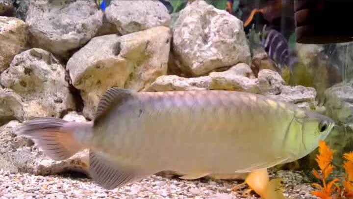 如何判斷銀龍魚蒙眼病的嚴重程度？，銀龍魚蒙眼病嚴重程度判斷方法