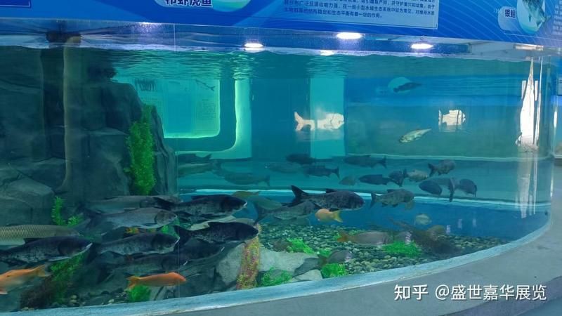 桂林水族店，桂林水族店經(jīng)營范圍 桂林水族店，桂林水族店經(jīng)營范圍 全國水族館企業(yè)名錄 第14張