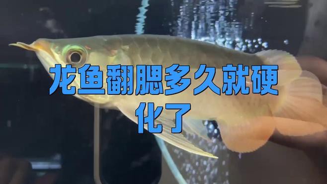 如何判斷龍魚翻鰓的嚴重程度？，如何判斷龍魚翻鰓嚴重程度