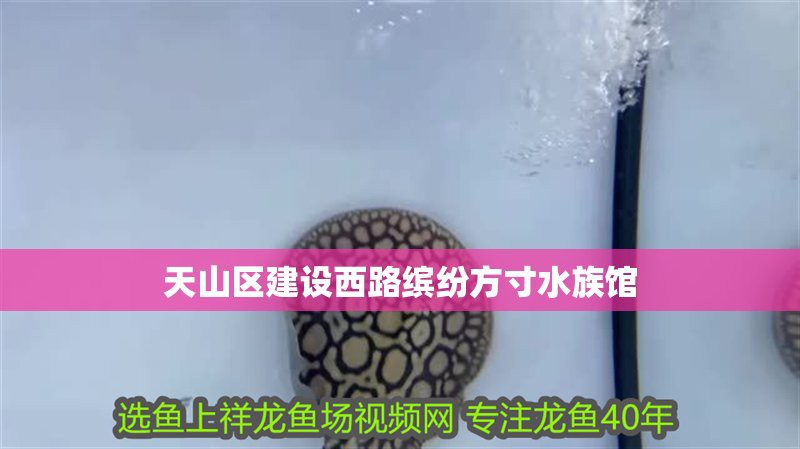 天山水族店，烏魯木齊天山水族店哪家口碑最好天山水族實體店全攻略