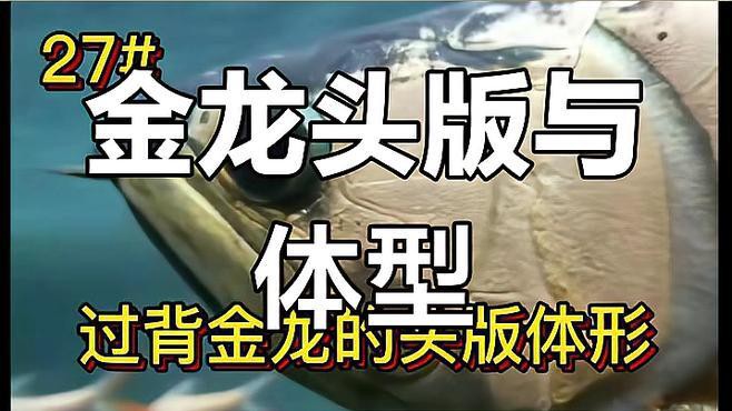 如何區分金龍魚古典過背與紅龍魚？，如何區分金龍魚古典過背與紅龍魚