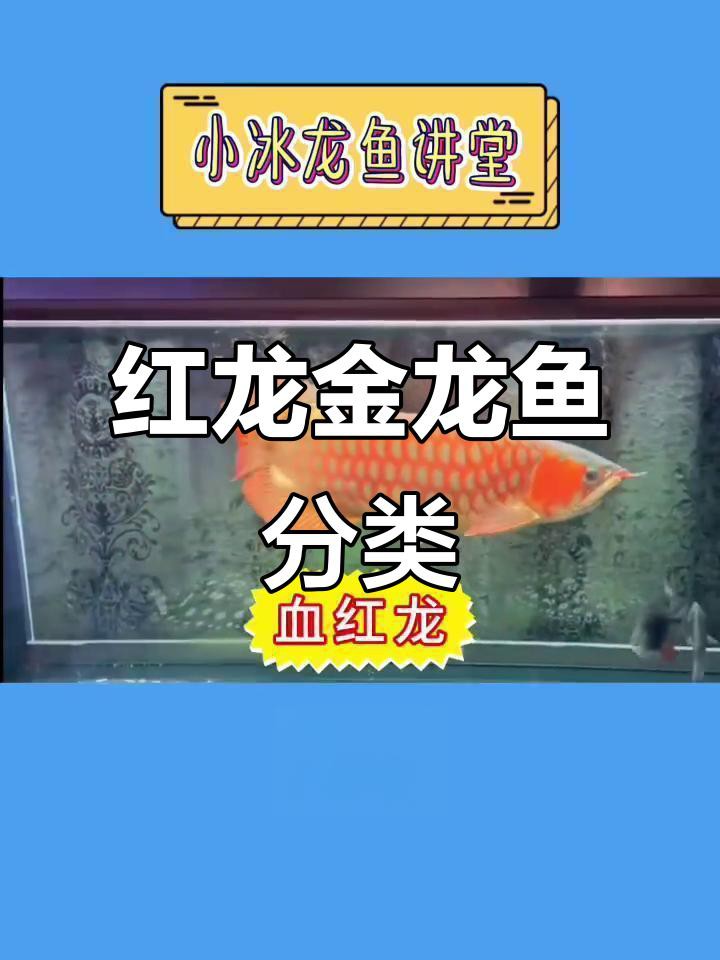 如何區分金龍魚古典過背與紅龍魚？，如何區分金龍魚古典過背與紅龍魚