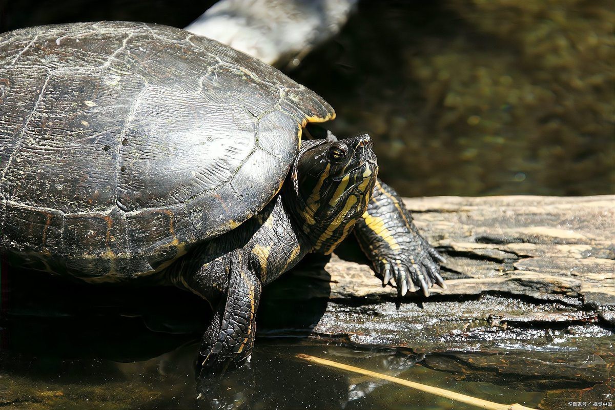 烏龜知道主人對他好嗎，《烏龜能否知道主人對他好嗎》烏龜能否知曉主人對其的好