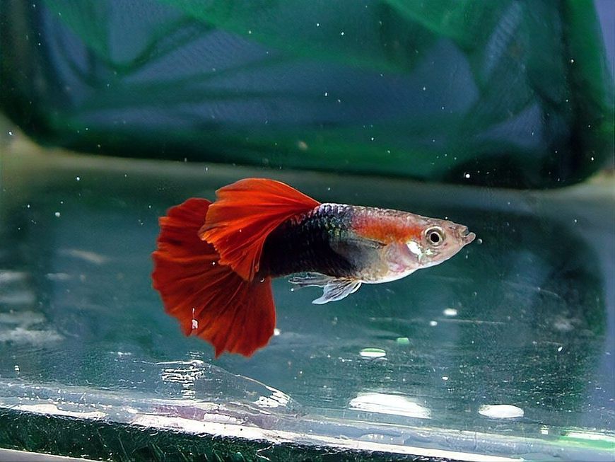 一條龍魚能活多久？，觀賞魚能活多久呢,什么魚比人的壽命都長(zhǎng)您知道嗎 一條龍魚能活多久？，觀賞魚能活多久呢,什么魚比人的壽命都長(zhǎng)您知道嗎 龍魚論壇 第5張