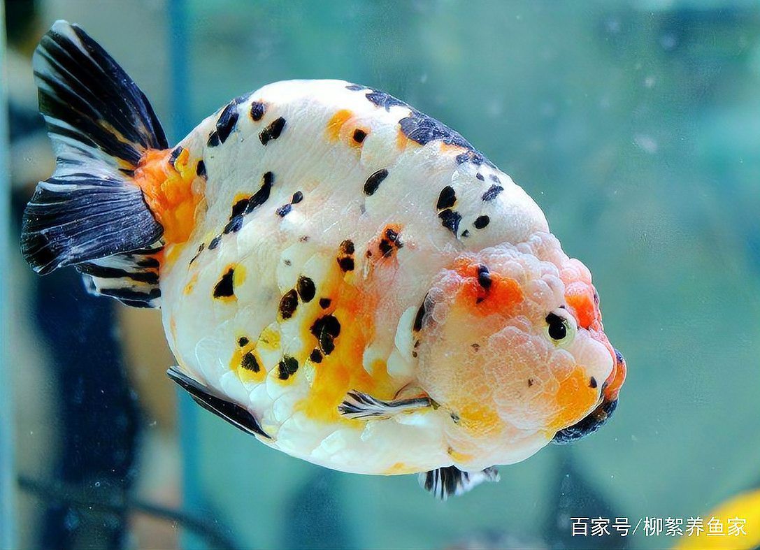 一條龍魚能活多久？，觀賞魚能活多久呢,什么魚比人的壽命都長(zhǎng)您知道嗎 一條龍魚能活多久？，觀賞魚能活多久呢,什么魚比人的壽命都長(zhǎng)您知道嗎 龍魚論壇 第3張