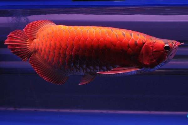 一條龍魚能活多久？，觀賞魚能活多久呢,什么魚比人的壽命都長(zhǎng)您知道嗎 一條龍魚能活多久？，觀賞魚能活多久呢,什么魚比人的壽命都長(zhǎng)您知道嗎 龍魚論壇 第4張