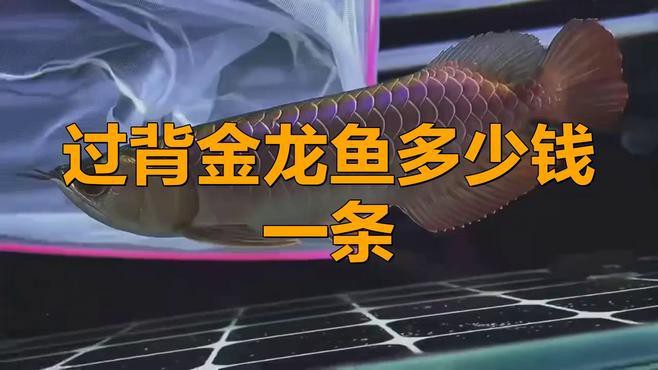 20cm過背金龍魚的價格是多少？，20cm過背金龍魚多少錢一條