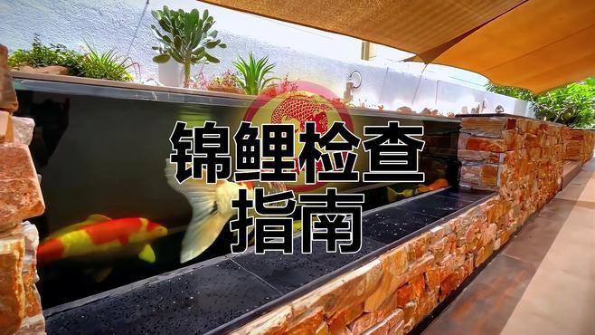 如何判斷龍鳳錦鯉是否健康？，如何通過外觀判斷錦鯉健康與否 如何判斷龍鳳錦鯉是否健康？，如何通過外觀判斷錦鯉健康與否 龍魚論壇 第7張