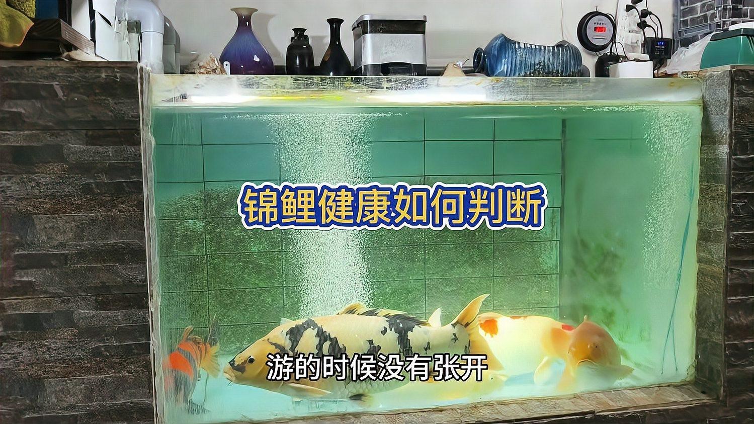 如何判斷龍鳳錦鯉是否健康？，如何通過外觀判斷錦鯉健康與否 如何判斷龍鳳錦鯉是否健康？，如何通過外觀判斷錦鯉健康與否 龍魚論壇 第1張