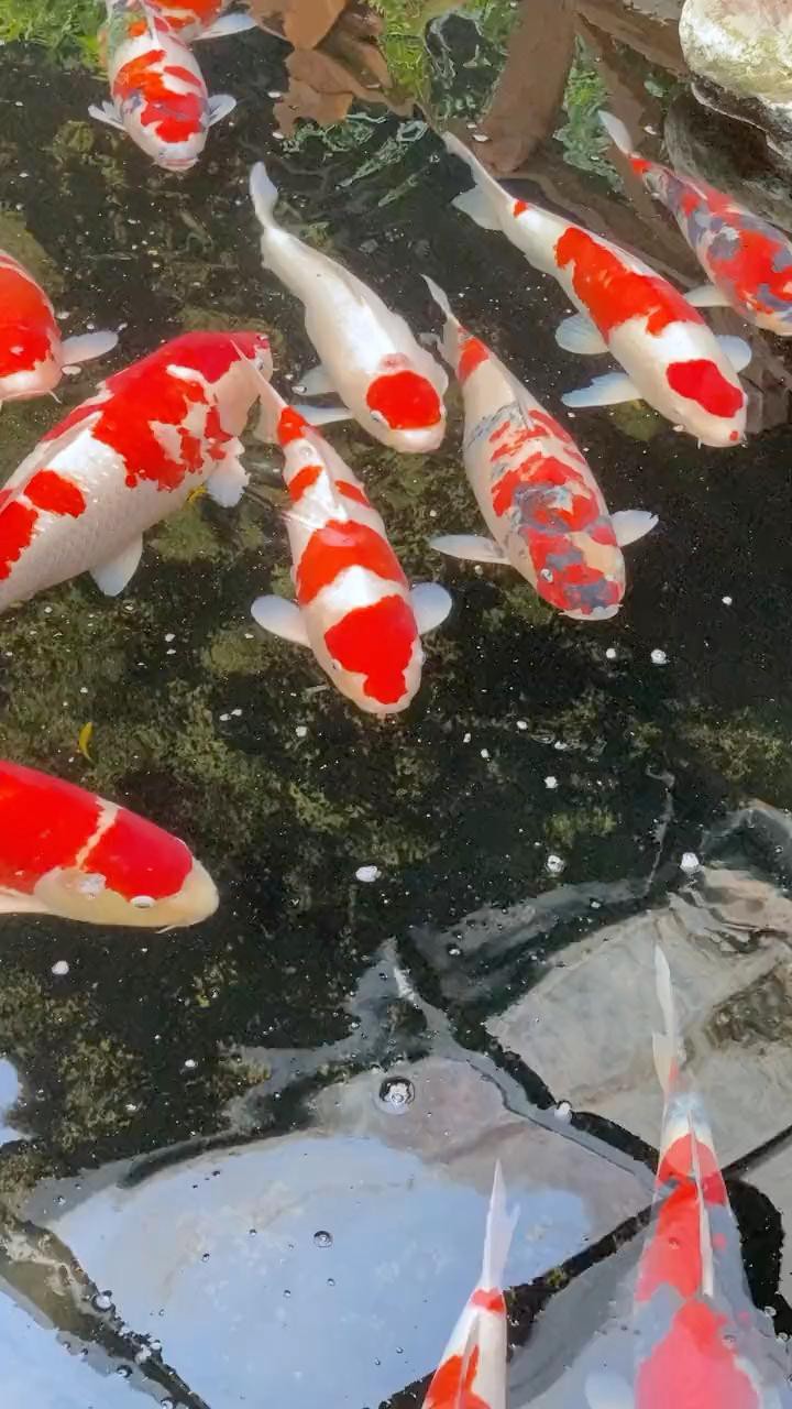 如何判斷龍鳳錦鯉是否健康？，如何通過外觀判斷錦鯉健康與否 如何判斷龍鳳錦鯉是否健康？，如何通過外觀判斷錦鯉健康與否 龍魚論壇 第6張