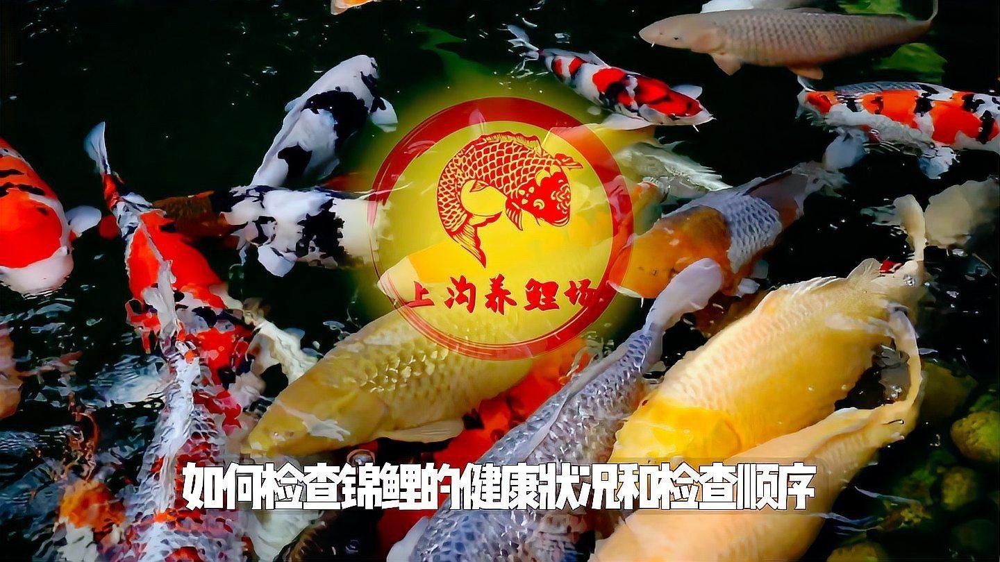 如何判斷龍鳳錦鯉是否健康？，如何通過外觀判斷錦鯉健康與否 如何判斷龍鳳錦鯉是否健康？，如何通過外觀判斷錦鯉健康與否 龍魚論壇 第3張