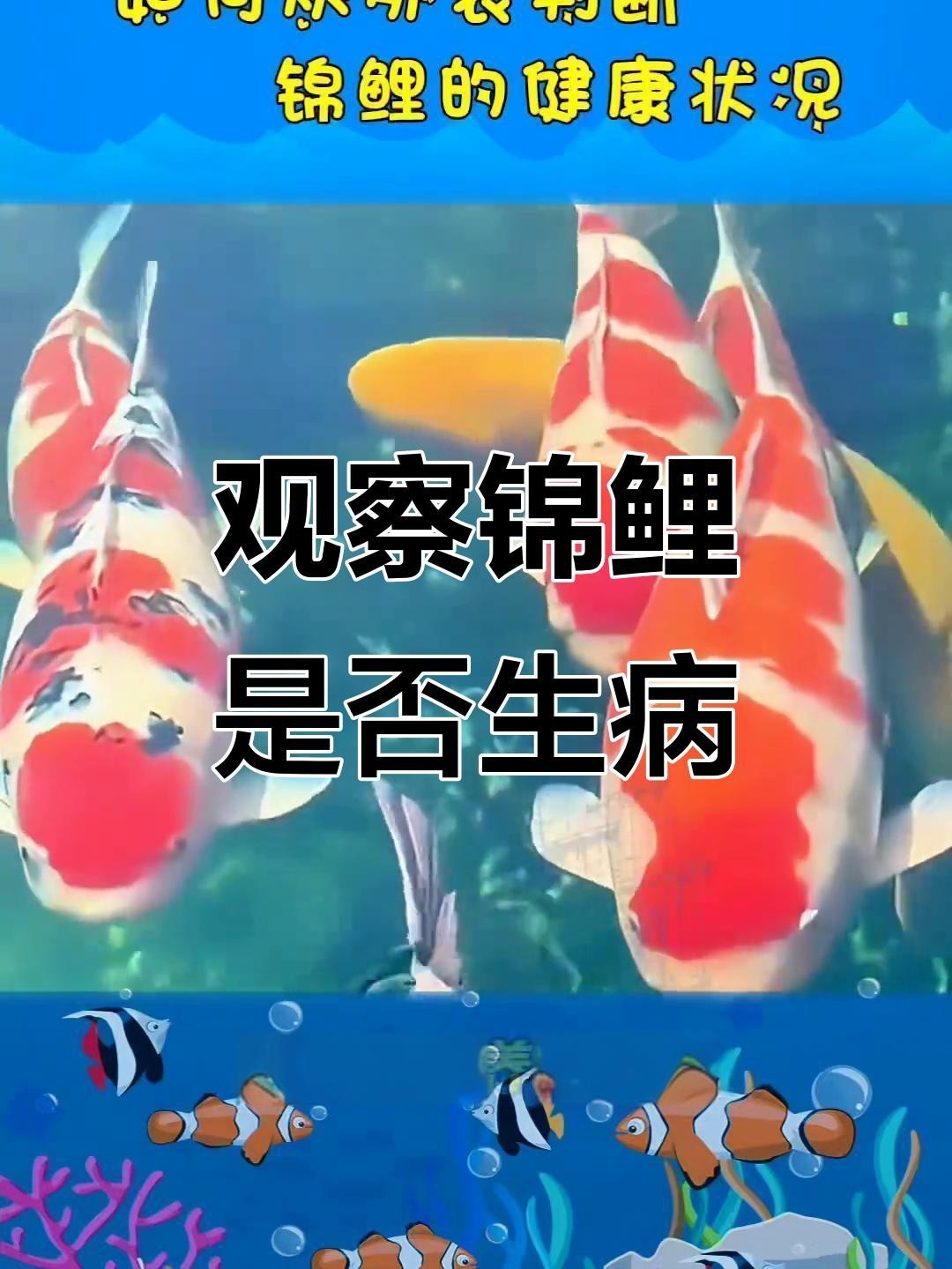 如何判斷龍鳳錦鯉是否健康？，如何通過外觀判斷錦鯉健康與否 如何判斷龍鳳錦鯉是否健康？，如何通過外觀判斷錦鯉健康與否 龍魚論壇 第2張