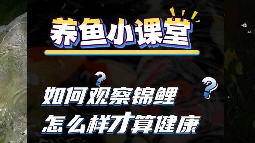 如何判斷龍鳳錦鯉是否健康？，如何通過外觀判斷錦鯉健康與否 如何判斷龍鳳錦鯉是否健康？，如何通過外觀判斷錦鯉健康與否 龍魚論壇 第9張