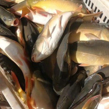 框鏡魚為什么便宜，安徽亳州蒙城縣鯉魚6.00元/斤裸鯉框鏡_一畝田