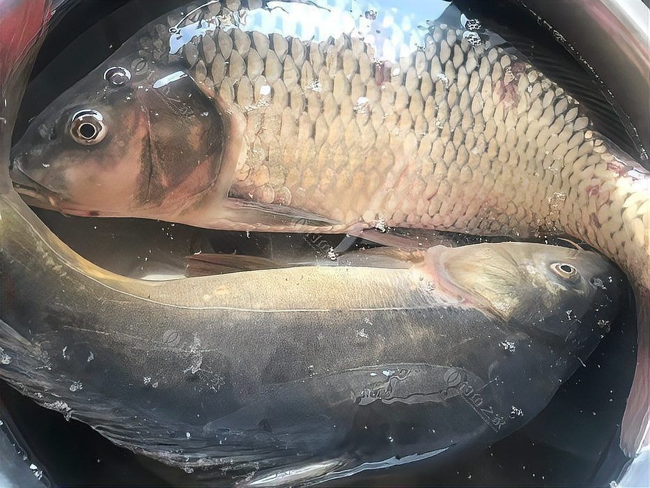 框鏡魚為什么便宜，安徽亳州蒙城縣鯉魚6.00元/斤裸鯉框鏡_一畝田