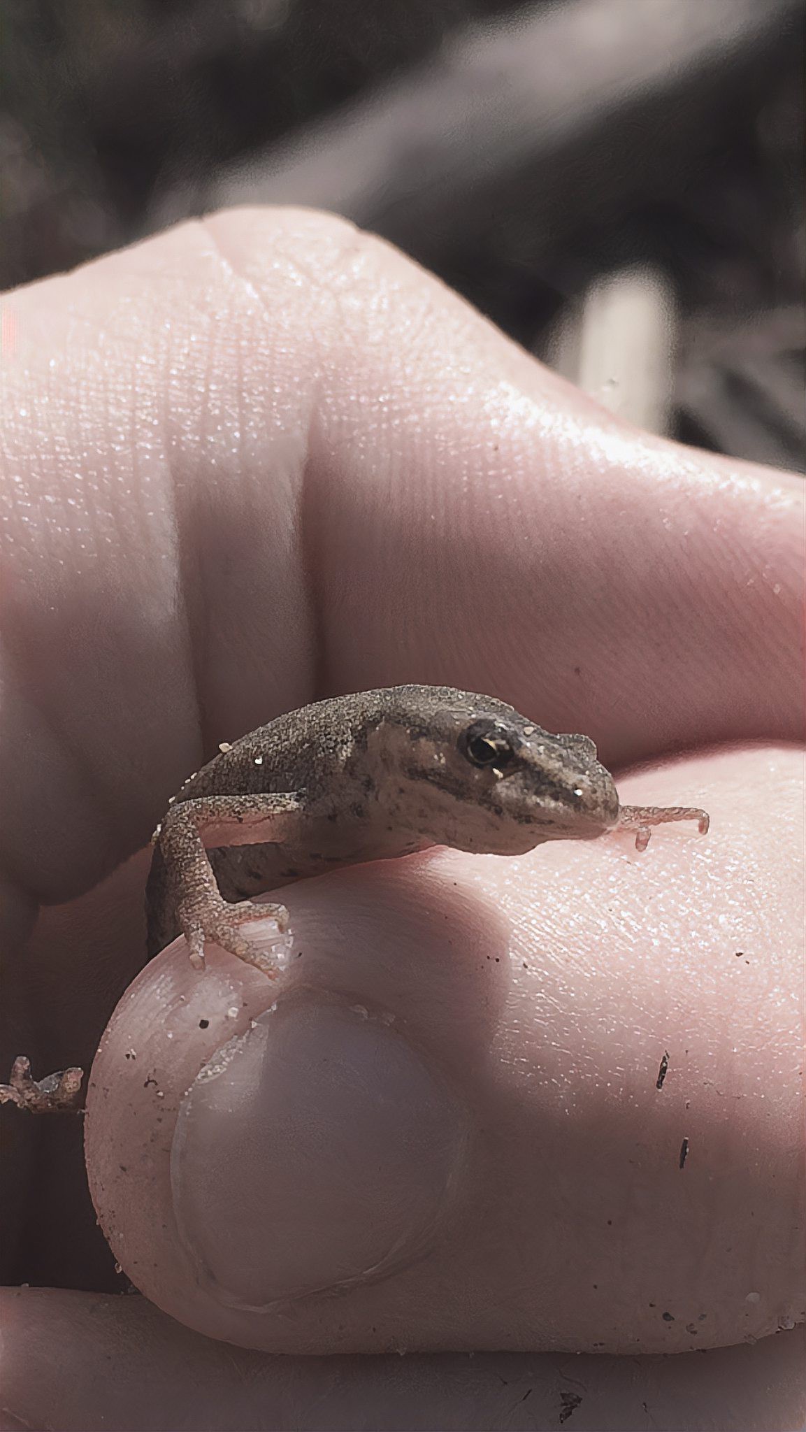 如何合法飼養(yǎng)紅龍魚？，中國(guó)允許養(yǎng)蠑螈嗎法律風(fēng)險(xiǎn)與飼養(yǎng)紅線全解析u割包的資訊