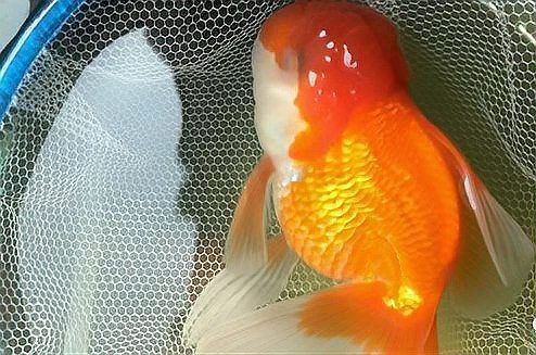 魚白眼病最簡單治療，魚蒙眼了別急,這些妙招讓你快速解決!