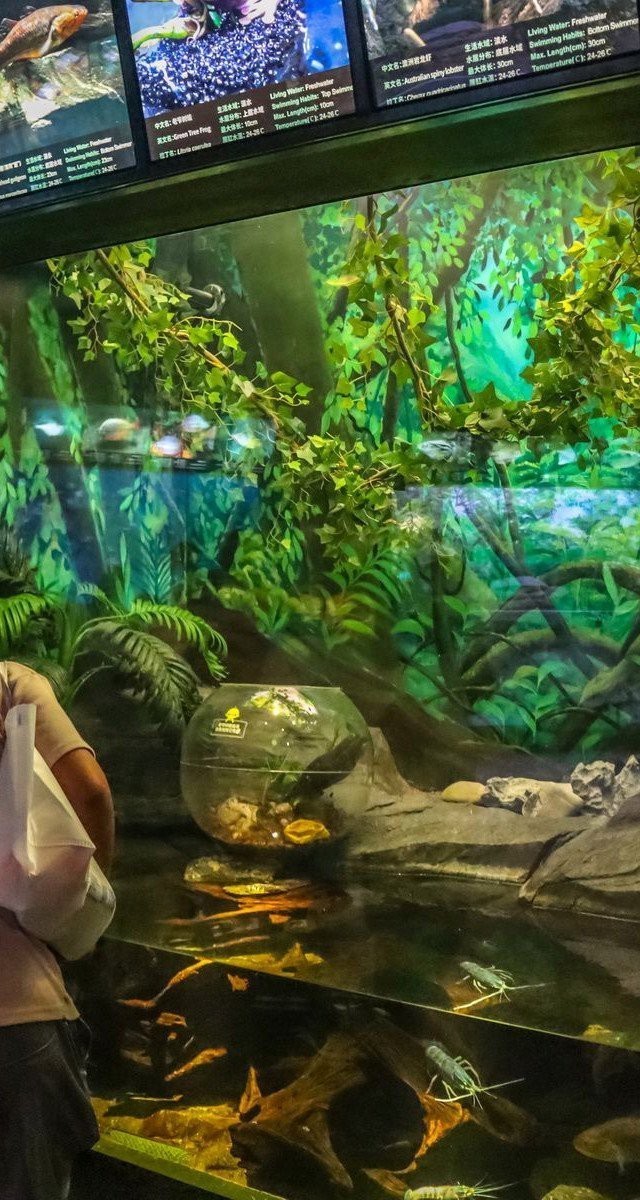 寧德水族店，寧德水族店分布廣泛且各具特色