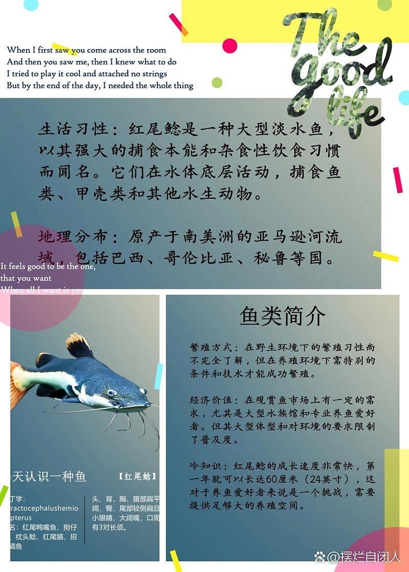 紅尾魚鯰魚狗仔鯨，紅尾護頭[需手動填充][需手動填充]紅尾護頭[需手動填充][需手動填充]紅尾護頭[需手動填充][需手動填充]紅尾護頭 紅尾魚鯰魚狗仔鯨，紅尾護頭[需手動填充][需手動填充]紅尾護頭[需手動填充][需手動填充]紅尾護頭[需手動填充][需手動填充]紅尾護頭 龍魚論壇 第11張