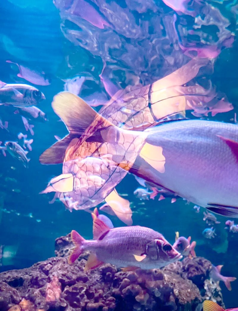 如何后期處理金龍魚攝影作品？，金龍魚攝影作品后期處理是提升視覺沖擊力與藝術表現力的關鍵環節