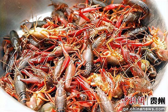 畢節龍魚店，畢節市鵬程水族館