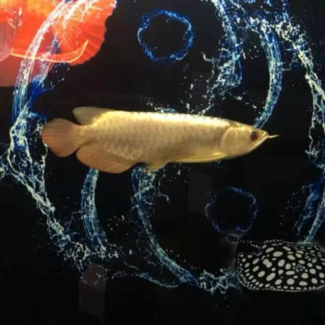 如何判斷龍魚是否處于反垢期？，《如何判斷龍魚是否處于反垢期》龍魚反垢期判定方法