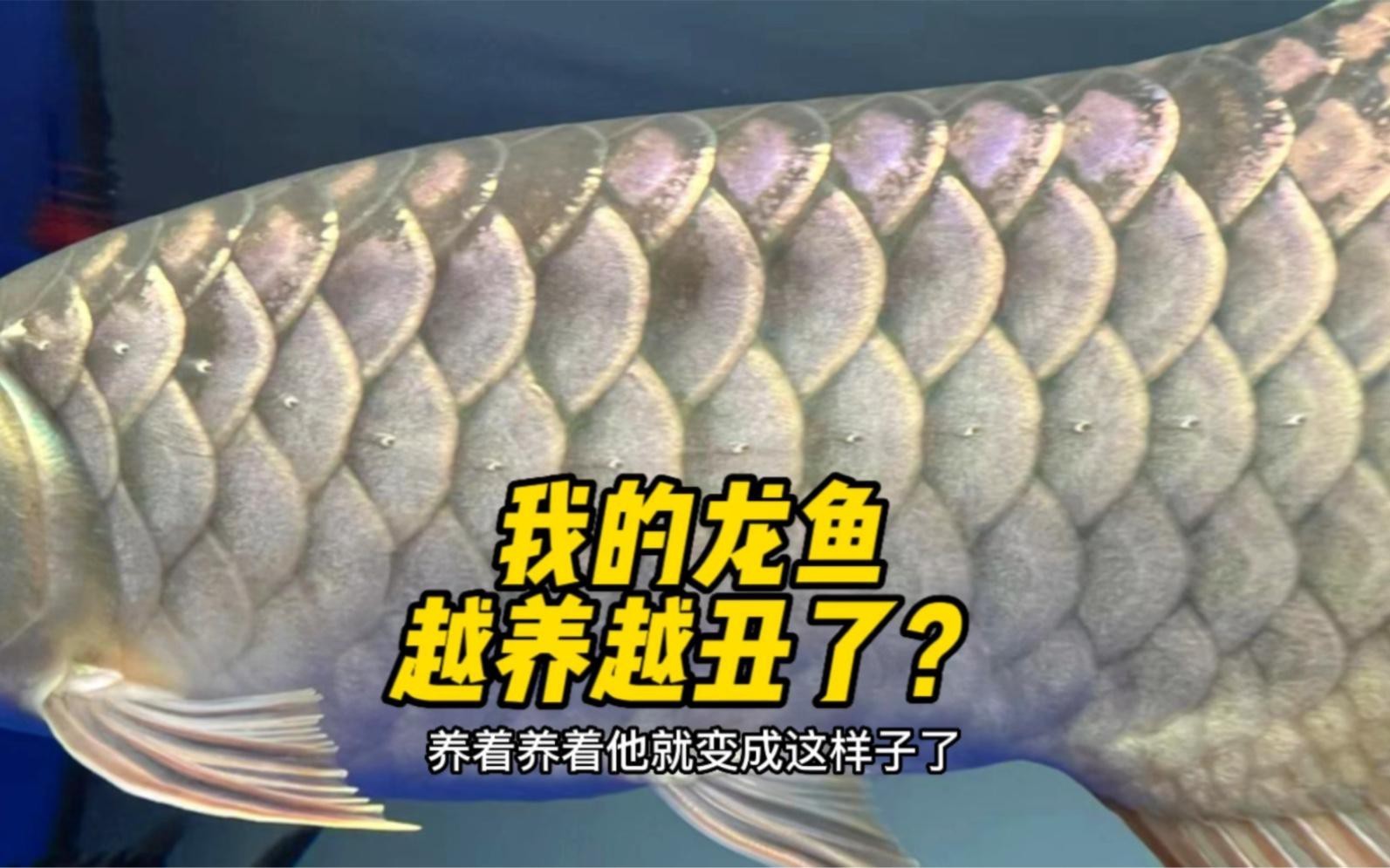 如何判斷龍魚是否處于反垢期？，《如何判斷龍魚是否處于反垢期》龍魚反垢期判定方法