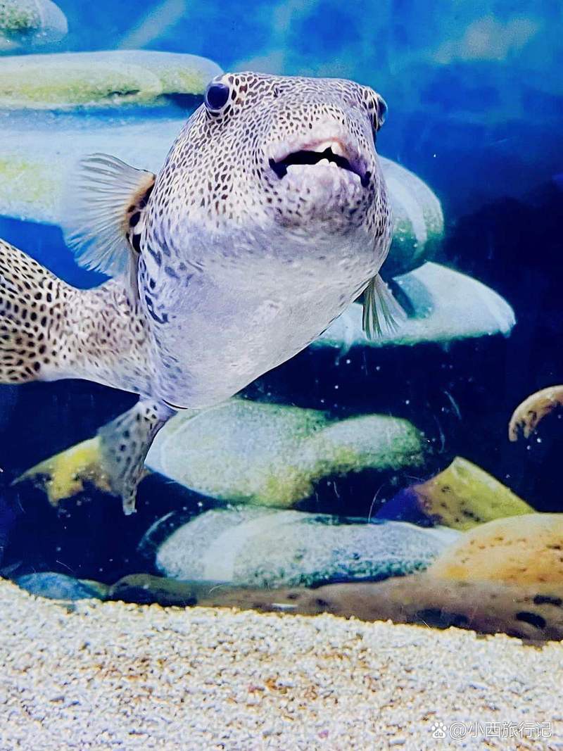 包头水族店，包头海洋世界怎么样