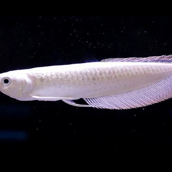 如何區(qū)分雪龍和白子銀龍？，如何區(qū)分雪龍魚和白子銀龍？