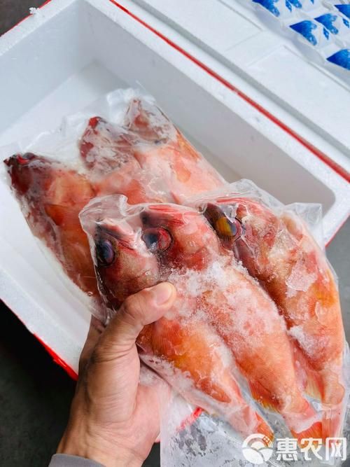 玫瑰斑魚圖片，斑點玫瑰魚