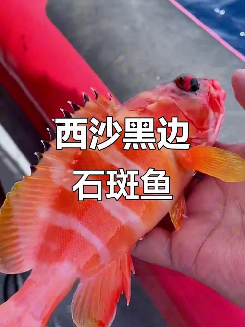 玫瑰斑魚圖片，斑點玫瑰魚