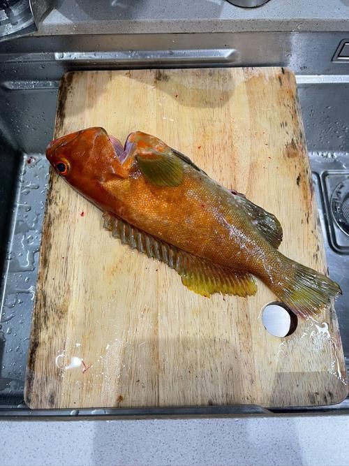 玫瑰斑魚圖片，斑點玫瑰魚