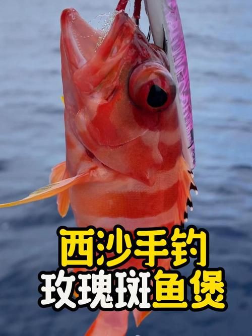 玫瑰斑魚圖片，斑點玫瑰魚