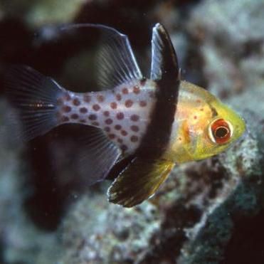 玫瑰斑魚圖片，斑點玫瑰魚