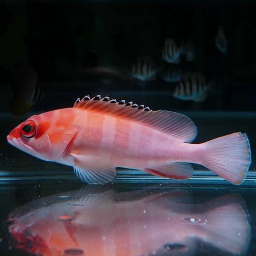 玫瑰斑魚圖片，斑點玫瑰魚