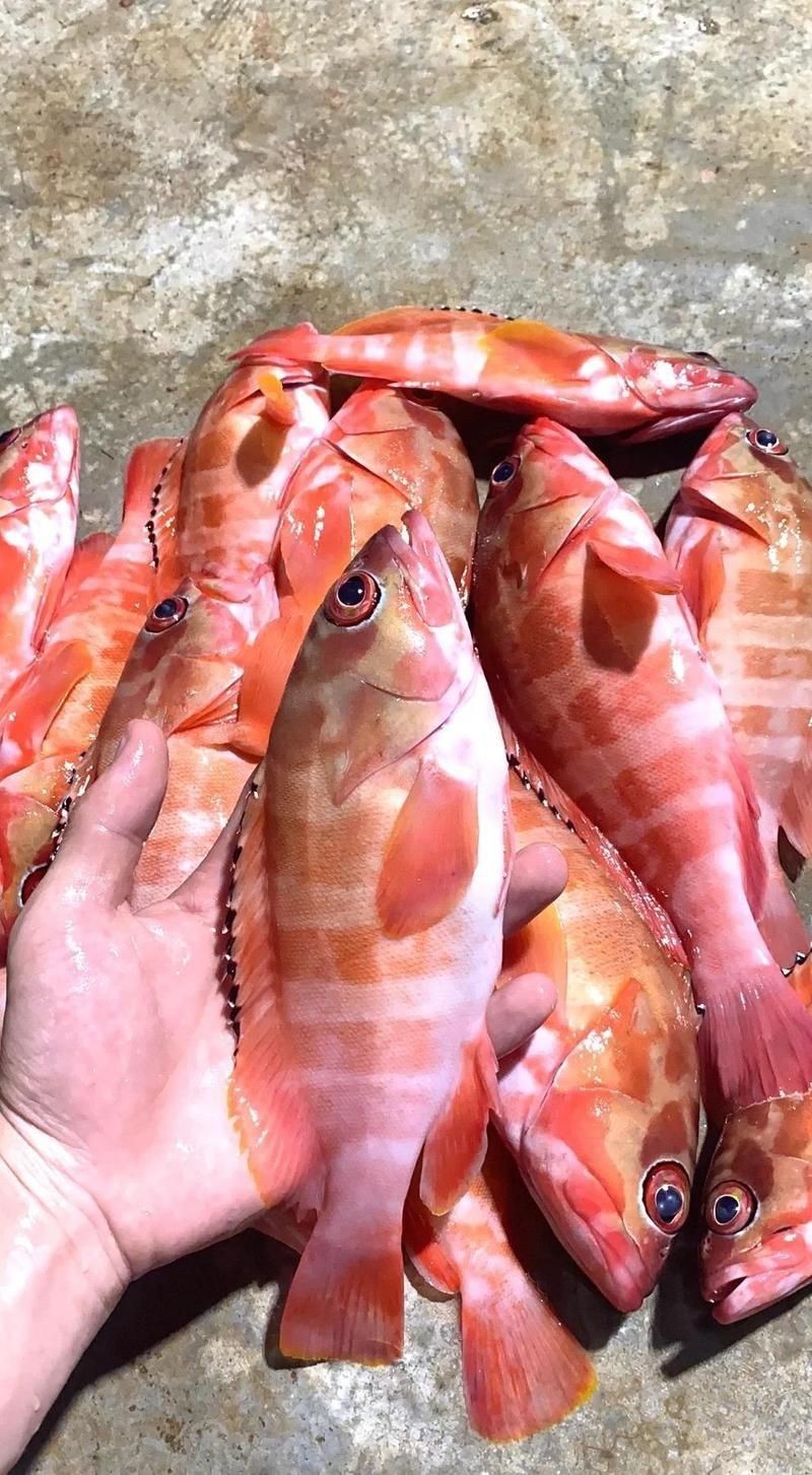 玫瑰斑魚圖片，斑點玫瑰魚