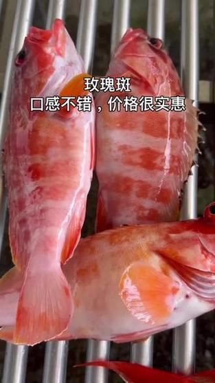 玫瑰斑魚圖片，斑點玫瑰魚