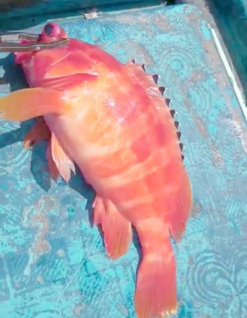 玫瑰斑魚圖片，斑點玫瑰魚