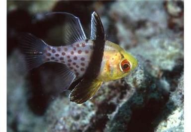 玫瑰斑魚圖片，斑點玫瑰魚