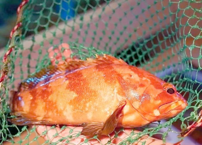 玫瑰斑魚圖片，斑點玫瑰魚