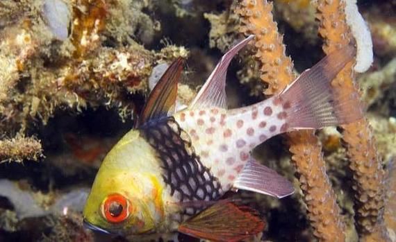 玫瑰斑魚圖片，斑點玫瑰魚