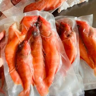 玫瑰斑魚圖片，斑點玫瑰魚