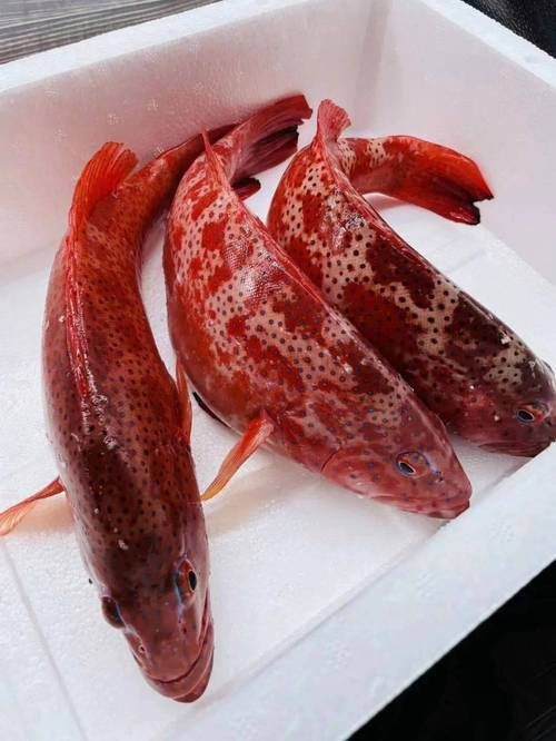 玫瑰斑魚圖片，斑點玫瑰魚