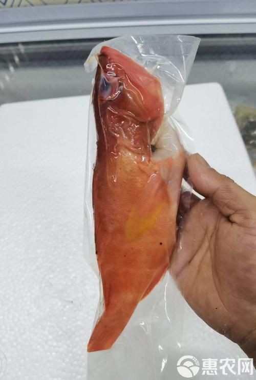 玫瑰斑魚圖片，斑點玫瑰魚
