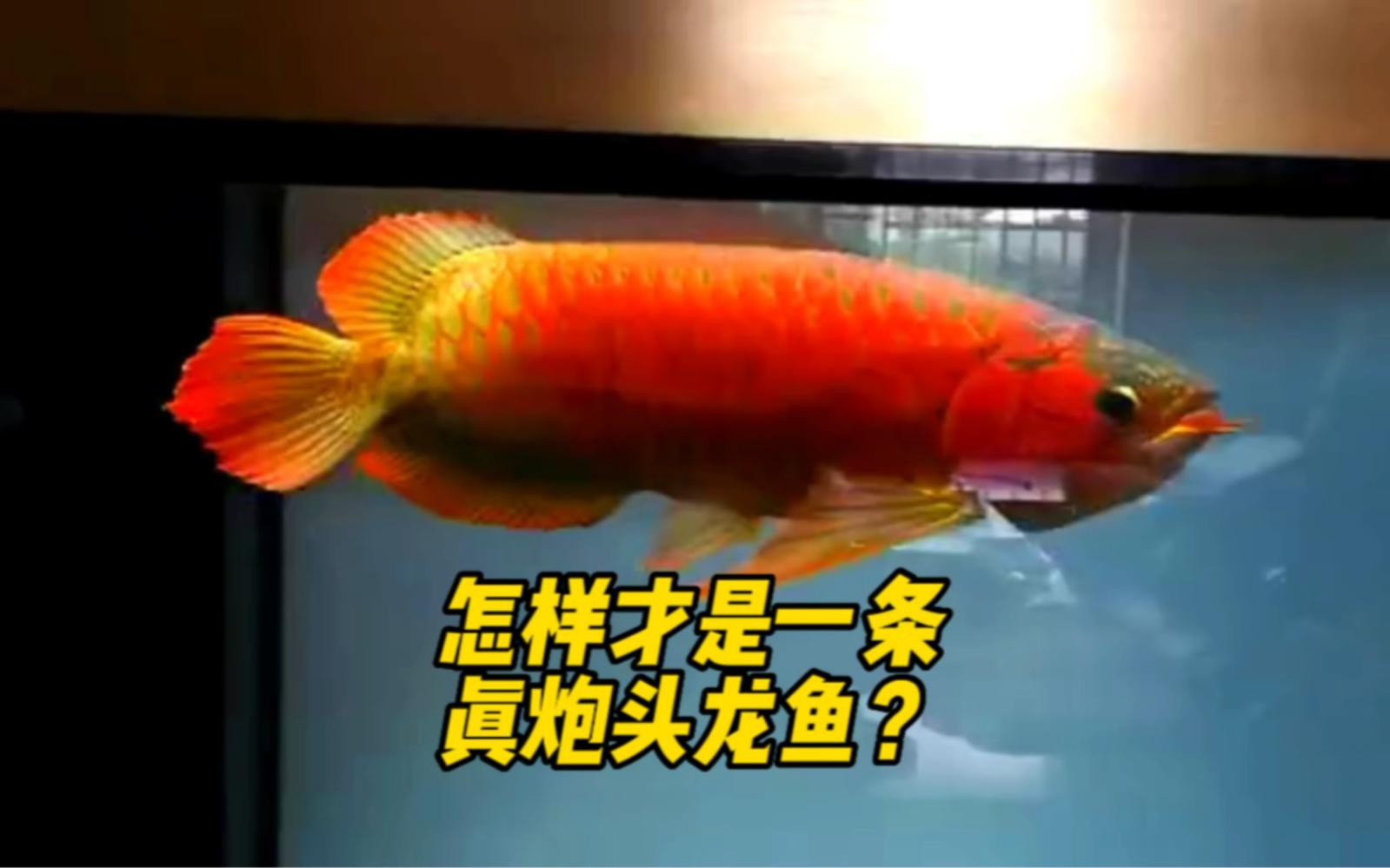 如何判斷金龍魚是否為炮彈頭？，判斷金龍魚是否為“炮彈頭”需綜合觀察其頭部特征與生長階段