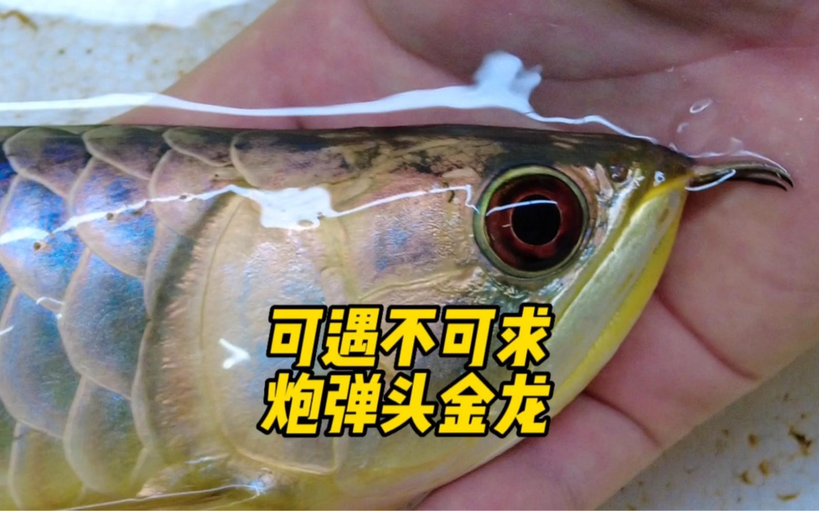 如何判斷金龍魚是否為炮彈頭？，判斷金龍魚是否為“炮彈頭”需綜合觀察其頭部特征與生長階段