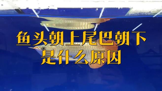如何判斷龍魚頭朝上尾朝下是否嚴(yán)重？，如何判斷龍魚頭朝上尾朝下是否嚴(yán)重