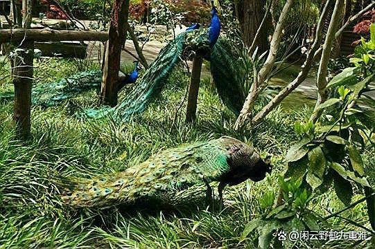 孔雀在玄學(xué)中的寓意，《孔雀在玄學(xué)中的寓意》 孔雀在玄學(xué)中的寓意，《孔雀在玄學(xué)中的寓意》 龍魚百科 第2張