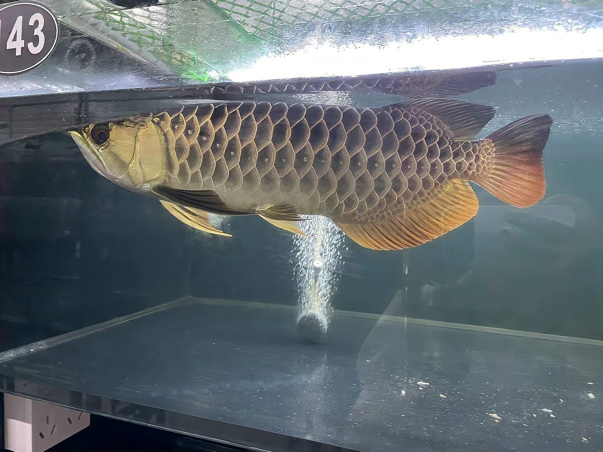 20公分紅龍魚飼養難度大嗎？，20公分紅龍魚的飼養難度探討
